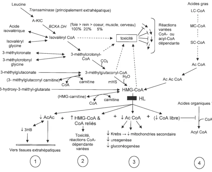 Figure 2 Physiopathologie des maladies de type CASTOR, la déficience en HL