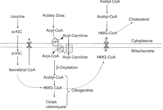 Figure 2b: Compartirnentation des voies de la cétogenèse et de la production du