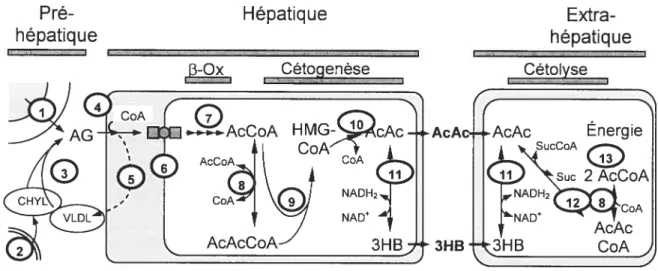 Figure 3 : Métabolisme des corps cétoniques. (Fukao et al., 2004) La légende est présentée à la page 15.