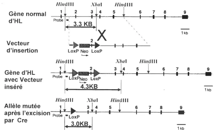 Figure 5: Vecteurs du ciblage génique conditionnel pour l’exon 2 d’HL. Dans nos expériences nous avons créé les souris homozygotes pour l’allèle HL ciblé avec au moins un allèle à partir duquel la recombinase Cre est exprimée à partir du promoteur de l’albumine afin d’obtenir une spécificité au niveau des hépatocytes.