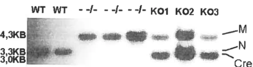 Figure 6 : Buvardage de type Southern d’extraits de foie de souris de différents génotypes