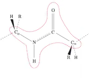 FIG. 2.2 Lien et plan peptidique reliant deux acides aiiiinés consécutifs.