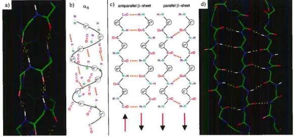 FIG. 2.3 Représentations atomiques des éléments de structure secondaire les hélices ci (a) et (h)