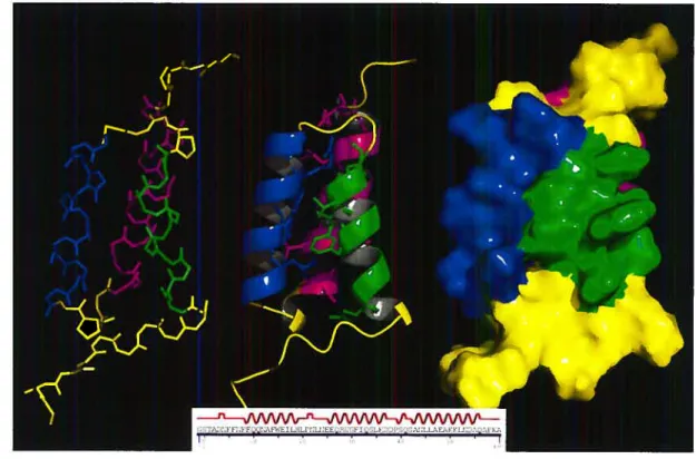 FIG. 3.1 Structure tridimensionnelle du domaine B de la protéine A du mutant TyrÏ5Trp (PDB 1$$1)