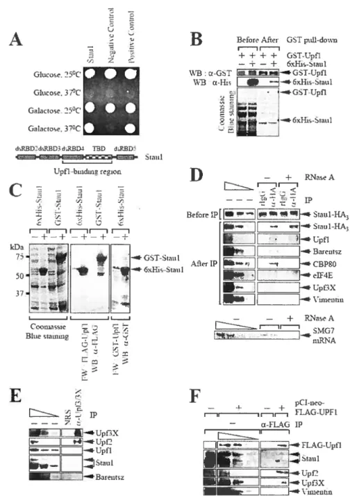 Figure I. Kurnan Upfl interacts with human Staufen (Stau)1 in a yeast two-hybrid analyses, in vitro binding assays, and immunopurifications (lPs) of Staul-HA3 from Cos