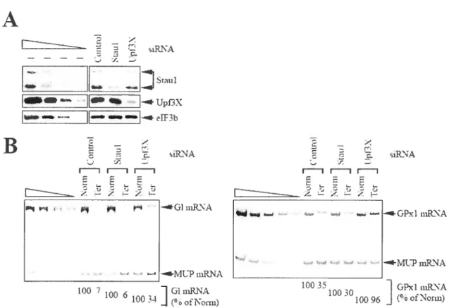Figure 2. Down-regulating cellular Staul has no detectable effect on the EJC-dependent