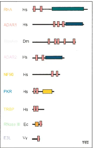 Figure 1: Divers exemples de protéines à dsRBD.