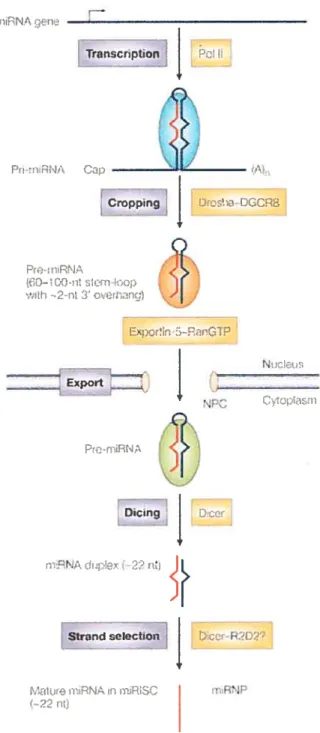 Figure 2 t Étapes de synthèse d’un miRNA