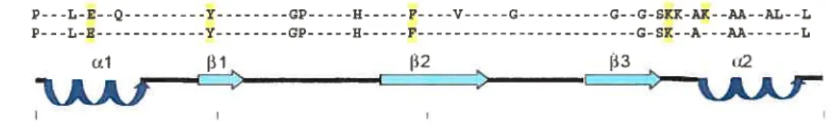 Figure 3 Consensus en acides aminés du motif dsRBD