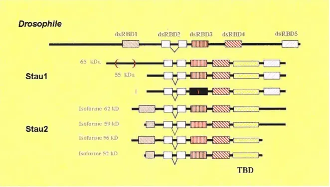 Figure 5 : Organisation des différents domaines des isoformes communs de Staul et Stau2 de souris et d’humain en référence à Staufen de la drosophile