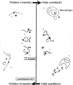 Figure 1: Cycle de vie de L. mexicana et T. brucei. Dans le cercle extérieur, les différentes étapes du cycle de vie de L