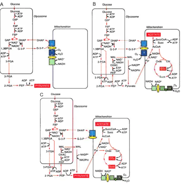 Figure 2: Voies métaboliques majeures de production d’énergie chez les trypanosomes. a) Dans la forme trypomastigote du flux sanguin de T brucei b) Dans la forme promastigote de T brucei