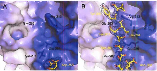 fig. 3. C-terminal residues 359-366 of the aldolase are recrwted upon ligand binding. Ionic surface potential representation showing A) native aldolase and B) MBP-bound aldolase structures in the vicinity ofthe C-terminal region