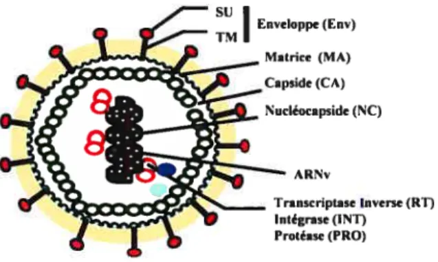 figure 1.1 Représentation schématique des rétrovirus humains. Les rétrovirus sont enveloppés d’une bicouche lipidique dans laquelle sont ancrées les protéines d’enveloppe TM et SU