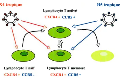 Figure 1.10 Différentes cibles des souches X4 et R5 tropiques. Les lymphocytes T CD4+ activés et mémoires expriment CCR5 et CXCR4