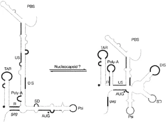 Figure 16 Les conformations BMH et LDI de la région «5’ leader » de l’ARNg.