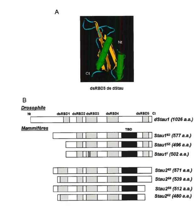 Figure 19 La protéine Staufen