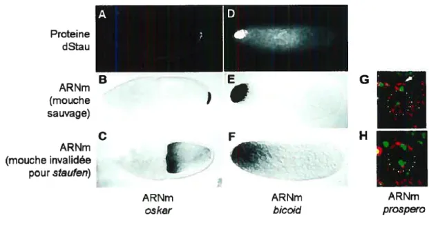 Figure 20 : dStau est impliqué dans le transport de l’ARN.