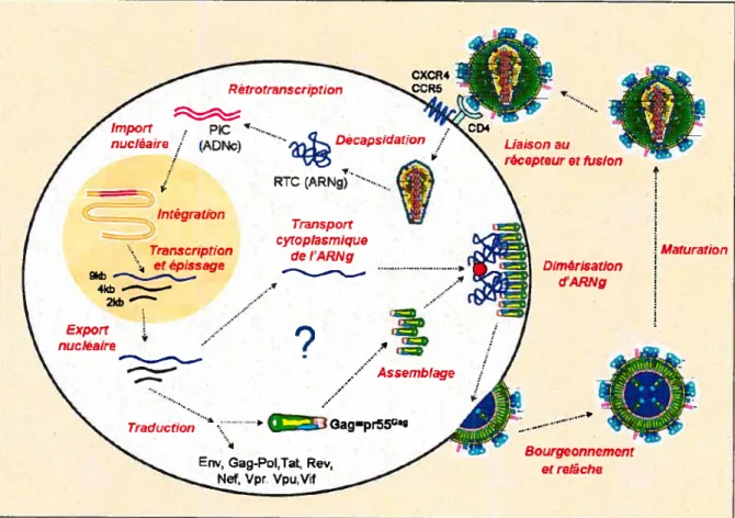 Figure 1: Le cycle de réplication du VIII-1.