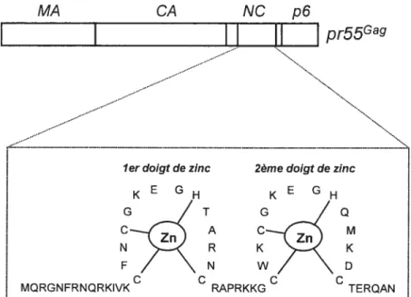 Figure 11: Représentation schématique de la séquence protéique du domaine NC de pr55.