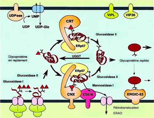 Figure 6 Le cycle de la cainexine