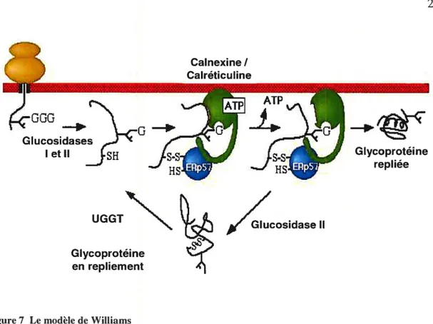 Figure 7 Le modèle de Williams