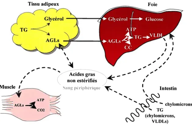 Figure 1 Rôle du tissu adipeux dans le métabolisme lipidique en relation avec quelques autres organes.