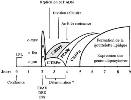 Figure 3 Évolution de la transcription des gènes adipocytaires suite à l’induction de la différenciation des cellules par l’ajout du IBMX, du dexamethasone et de l’insuline