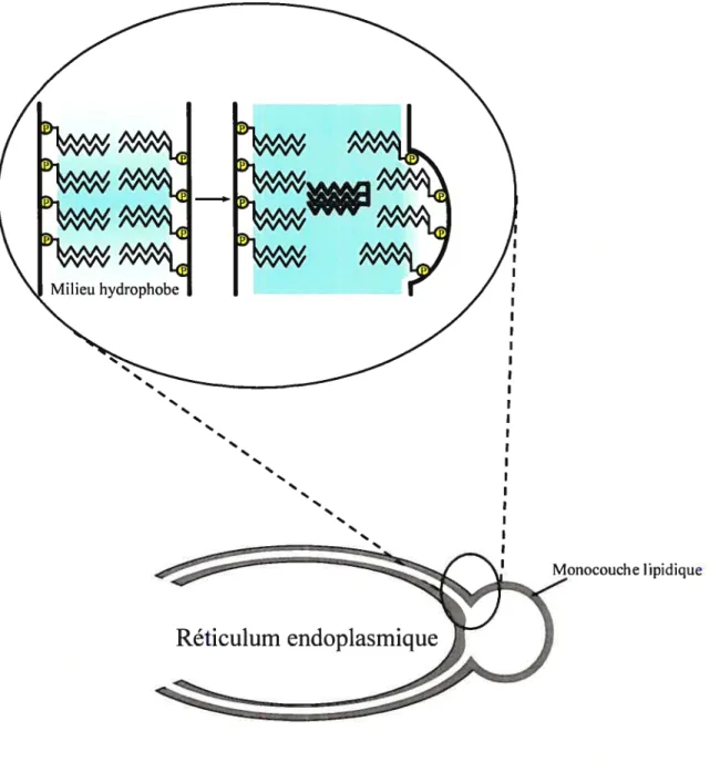 Figure 8 Hypothèse du bourgeonnement de la gouttelette lipidique à partir du réticulum endoplasmique.