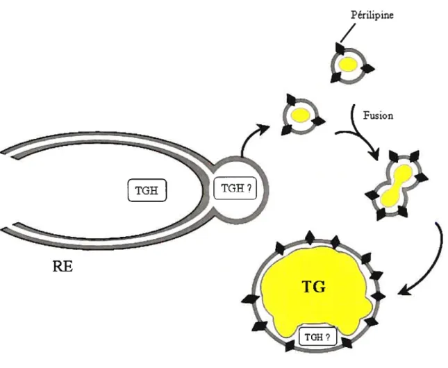 Figure 9 Théorie de l’assemblage des gouttelettes lipidiques à partir du réticulum endoplasmique (RE).