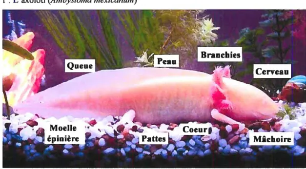 Figure f L’axolotl (Ambystorna mexicanum)