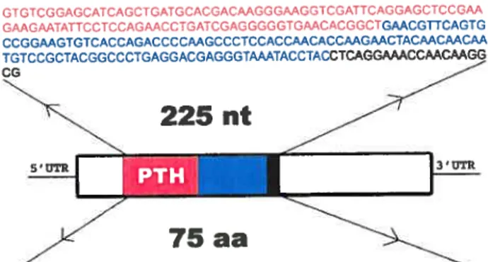 Fig 2. Analysis ofthe axolotl PTHrP sequence. (A) cDNA and corresponding amino acid sequence with respect to the fttll-length sequence