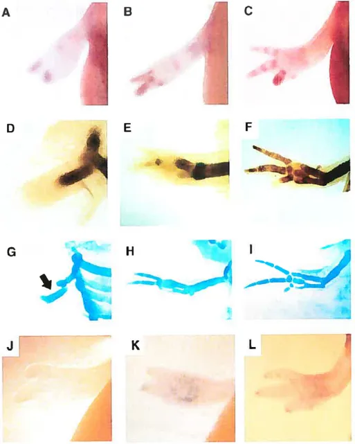 Fig 3. Whole-rnount in situ hybridization. immunohistochemistty and cartilage staining in developing limbs for Chfh-l , type Il collagen, cartilage anti PTHrP (A—C) Cb/ii-1 expression, (D—f) Type Il collagen protein expression, (G—t) Cartilage staining wit