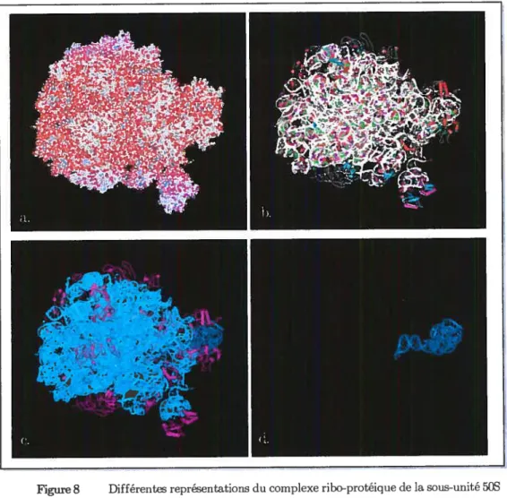 Figure 8 Différentes représentations du complexe ribo-protéique de la sous-unité 50S du ribosome 706 de E