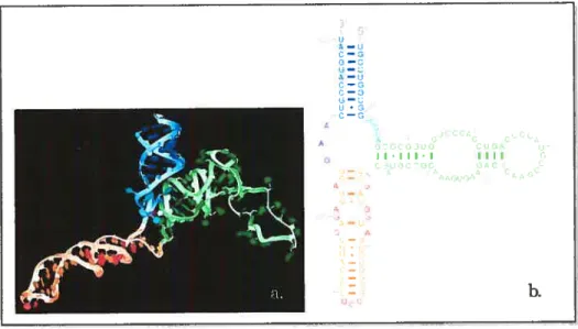 Figure 10 Structure tertiaire et secondaire correspondante de I’ARNr 5$ de E. Cou. (sotirce: RŒB-PDB, accz=YC2X, [51).