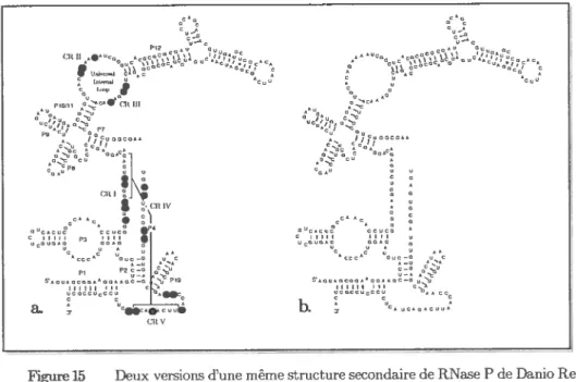 Figure 15 Deux versions d’une même structure secondaire de RNase P de Danio Rerio.