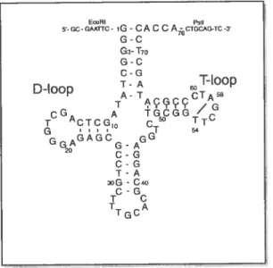 Figure 17 Structure en forme de trèfle typique d ARN de transfert.