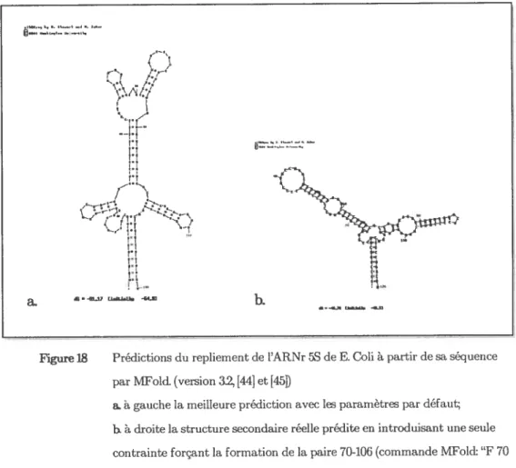 Figure 18 Prédictions du repliement de l’ARNr èS de E. Cou à partir de sa séqtlence par MFold