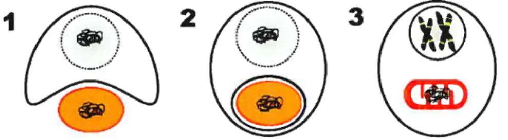 figure 1. L’endosyrnbiose de la mitochondrie.