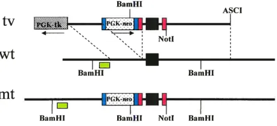 Figure 1. Targeting of the Simi locus. The targeting vector (tv), the $im] wild-type locus (wt) and the targeted locus (mt) are represented
