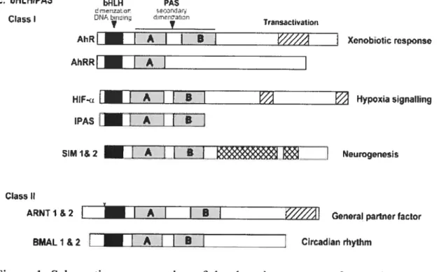 Figure 1. Schematic representation of the domain structure of sorne bHLH-PAS family members (Kewley et al., 2004).