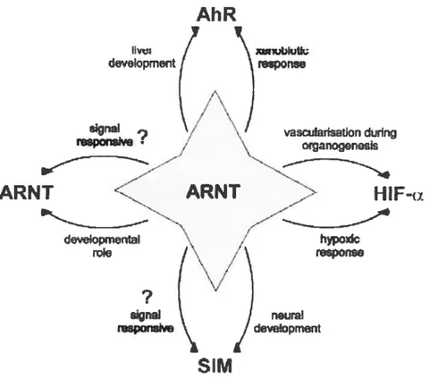 Figure 3. ARNT fonns both homodimers and heterodimers with MIR, HIF-Œ and SIM which play roles both during mammalian developrnent and in response to