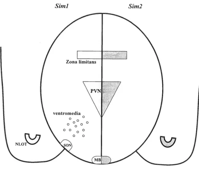 Figure 5. Expression pattern ofSirn] and Sim2 in the developing brain. Lefi side represents the of Sirni domains of expression, and the right side represents the Sim2 domains oJexpression