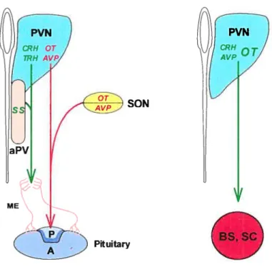 Figure 6. Structural and functional reÏationship between hypothalamic nucleï. MagnoceÏÏular neurons (in red) in the PVN and SON project to the posterior pituitary, whereas parvoceÏÏuÏar neurons (in green) of the PVN and aPV producing TRH, CRH and SS projec