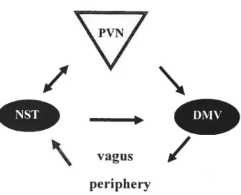 Figure 7. Interaction between the hypothalamus, the brainstem and the periphery. The dorsal medial nucleus of the vagus (DMV) influence gastric rnotility and secretion through the vagus nerve
