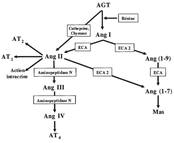 Figure I-3 Système rénine-angiotensine aldostérone. Cascades enzymatiques et synthèse de l’Ang II et de ses dérivés à partir de l’AGT