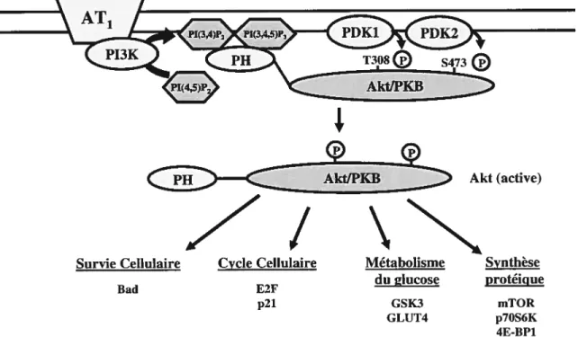 Figure I-7 : Mécanisme d’activation de la protéine kinase Akt/PKB et certaines de ses cibles moléculaires.