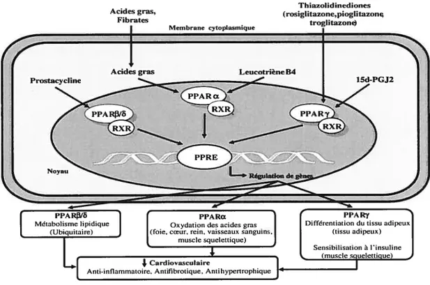 Figure I-10 : Les PPAR dans le système cardiovasculaire. (Modifié de référence (254))