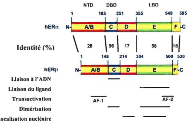 Figure J Domaines structuraux et fonctionnels des récepteurs humains des oestrogènes a et p.