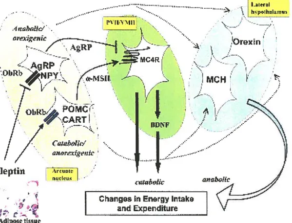Figure 3 Voies neuronales hypothalamiques régulées par la leptine et qui sont importantes pour la régulation de l’homéostasie énergétique (d’après flier 2004)
